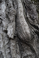 Wall Mural - Tree bark. Bark texture. Wooden background. Rough texture