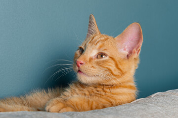 Wall Mural - Close up of cute little red kitten, while its licking its paw, blue background