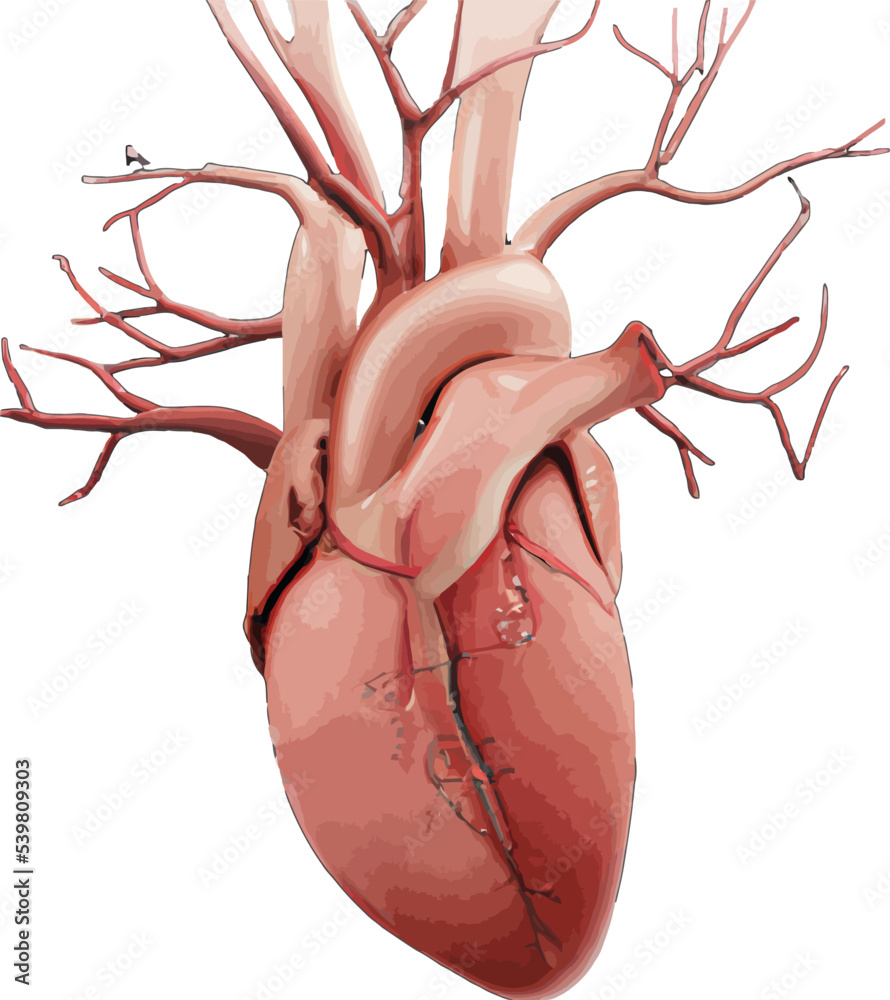 Human heart anatomy vector illustration health medical organs part vein ...