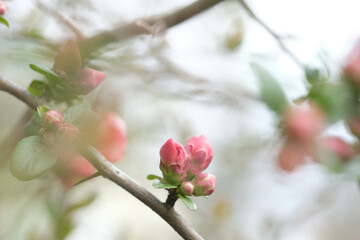 Wall Mural - Buds of pink apple blossom on branches.