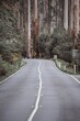 Vertical shot of the Black Spur Drive in Yarra Ranges, Australian Regional Roads