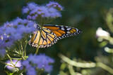 Fototapeta Sawanna - monarch butterfly danaus plexippus with blue mistflower 
