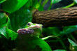 Green frog on a green leaf 