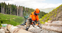 Lumberman Work Wirh Chainsaw In The Forest. Deforestation, Forest Cutting Concept. Woodcutter Lumberjack Is Man Chainsaw Tree. Woodcutter Saws Tree Chainsaw On Sawmill
