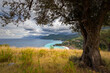 Krajobraz morski. Drzewo oliwne. Greckie krajobrazy z niebieskim niebem i widokiem na lazurowe morze z pięknej greckiej wyspy Evia. Podróże i wakacje w Grecji.	