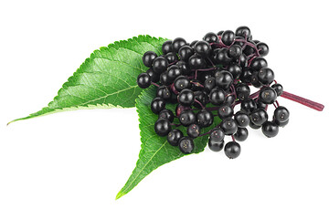 Wall Mural - Black elderberries on red twig and green leaves isolated on a white background. European elder or Sambucus.