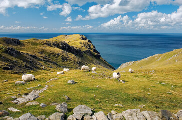 Sheep graze high above the Atlantic at the Slieve League cliffs west of Killybegs in southwest Donegal. Ireland.