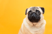Portrait Pug Dog Looks  Up And Smiles On Orange Studio Background With Copy Space