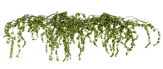 Wall Mural - ivy plants isolated on white background, 3d rendered