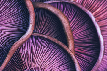 textured background of purple mushrooms close-up, macro photo with selective focus