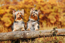 Two Yorkshire Terriers At The Wooden Fence