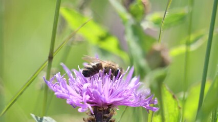 Wall Mural - Closeup of a bee on a purple flower