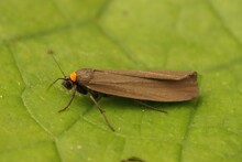 Macro Shot Of A Red-necked Footman Insect On A Leaf Surface