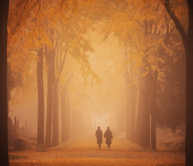 Wall Mural - walk in a foggy park alley