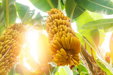 Closeup Bunch Growing Ripe Yellow Banana With Sunlight. Concept Agriculture Plantation Fruits Tree In Greenhouses Turkey