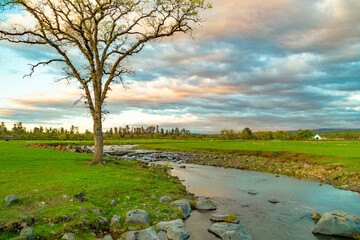 Spring Green Oak Trees with green grass and a stream on a cloudy day 