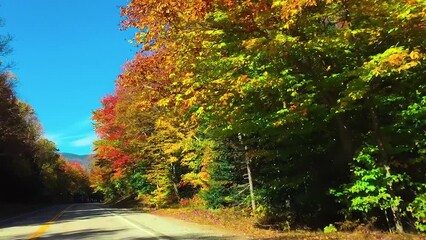 Canvas Print - Autumn landscape in foliage season. Trees along the road