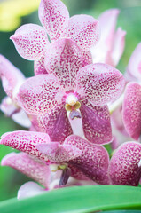 Wall Mural - Purple Cymbidium orchid hybrid with selective focus, natural flower