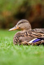 Vertical Closeup Of A Mallard Duck Resting On A Meadow With Blurred Background