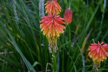 Closeup Of A Red Hot Poker Flower Surrounded By Grass