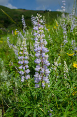 Poster - Purple Lupin in Colorado Mountains