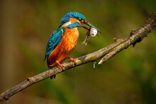 The Common Kingfisher (Alcedo Atthis)the Eurasian Kingfisher, And River Kingfisher, Is A Small Kingfisher With Seven Subspecies Recognized Within Its Wide Distribution Across Eurasia And North Africa.