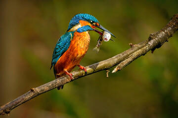 the common kingfisher (alcedo atthis)the eurasian kingfisher, and river kingfisher, is a small kingf