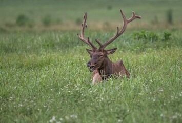 Wall Mural - Roosevelt elk (Cervus canadensis roosevelti) resting in a green meadow with its mouth open