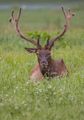 Wall Mural - Vertical shot of a Roosevelt elk (Cervus canadensis roosevelti) resting in a green meadow