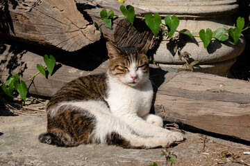 Wall Mural - stray fat cat sleep at outside