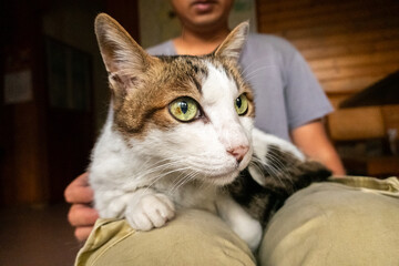 Canvas Print - man hold his cat on his thighs