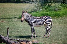 Beautiful Zebra Standing In A Field Surrounded By Bright Green Bushes And Grass In A Park