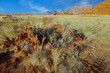 Leinwandbild Motiv Scenic landscape of the Brandberg mountain with grassy plains and rocks, Namibia.