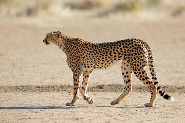 Sticker - A cheetah (Acinonyx jubatus) stalking in natural habitat, Kalahari desert, South Africa.