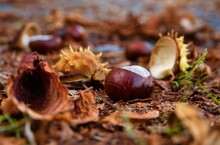 Chestnuts Are Mature When They Fall Naturally From The Tree. They Ripen In September And October Over A Period Of About Two To Four Weeks