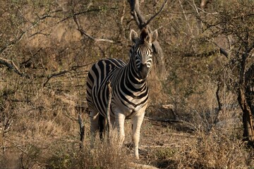 Sticker - Zebra standing in the middle of dried park on a sunny day