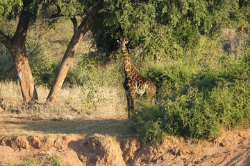 Poster - Giraffe standing by bushes in the Kruger National Park