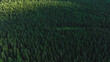 The dark green forest in summer. Trees background. Aerial view