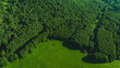 The green forest in sunny summer day. Trees background. Aerial view