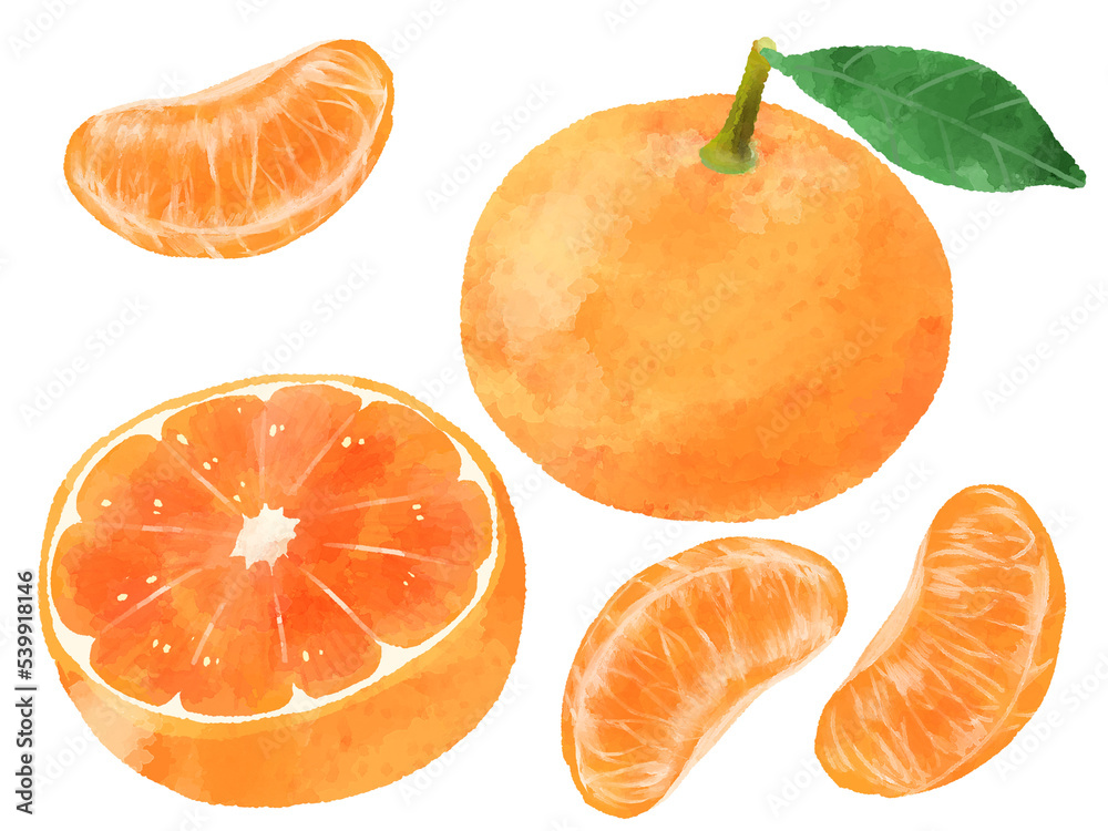 手描きイラスト◆みかん様用頁◆ みかんのイラスト 手描き 水彩風 Stock Illustration | Adobe Stock