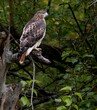 Red tailed hawk perching on a tree branch