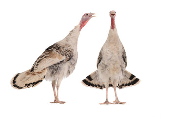 Wall Mural - screaming two female turkey isolated on white background