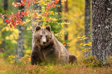 Wall Mural - brown bear in autumn scenery