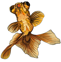 Wall Mural - Hand drawn illustration art of fancy Oranda fish.