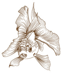 Poster - Hand drawn illustration art of fancy Oranda fish.