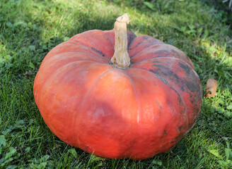 Wall Mural - Fresh pumpkin on the garden, autumn season