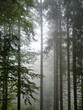 Nebel im Wald Nebelwald