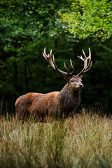 Cerf, le roi de la foret