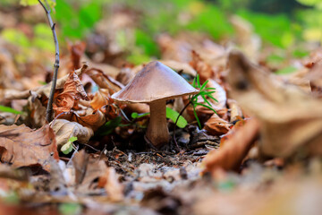 Sticker - Boletus edulis (penny bun mushroom) in the forest.