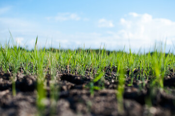  young rice seedlings sprouting in the soil without water
